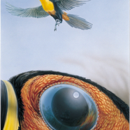 Amazonas 1989 Cigler.jpg