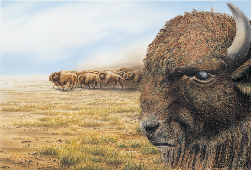 Prairie 1990 Cigler.jpg