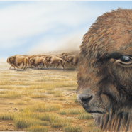 Prairie 1990 Cigler.jpg